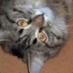 Indy, my avatar
